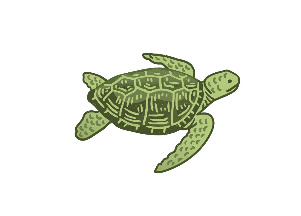 Turtle Name Drop Stickers (Pack of 12), TUR001, TUR001ND